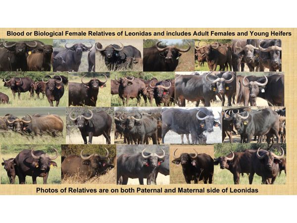 ~/upload/Lots/155790/AdditionalPhotos/x6vdqxbhbdv3i/059 FEMALERELATIVESLEONIDAS_t600x450.jpg